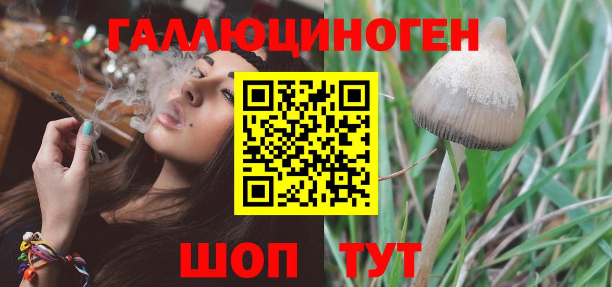 Галлюциногенные грибы Psilocybe Саранск